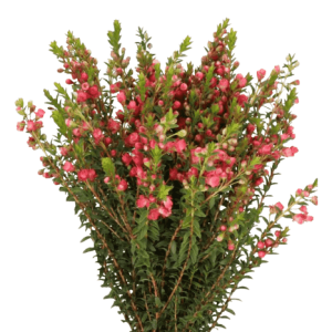 Chamecordia Rey Pink Tawi Village