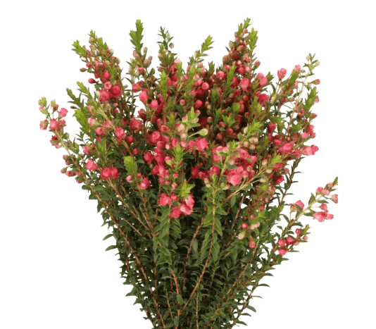Chamecordia Rey Pink Tawi Village