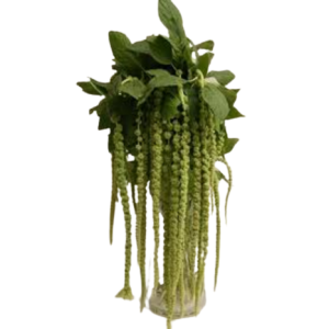Amaranthus Hanging Green Tawi Village