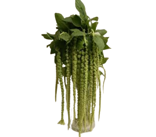 Amaranthus Hanging Green Tawi Village