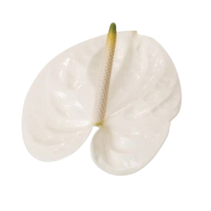Anthurium Adina Tawi village