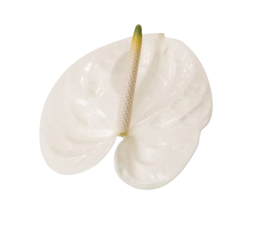 Anthurium Adina Tawi village
