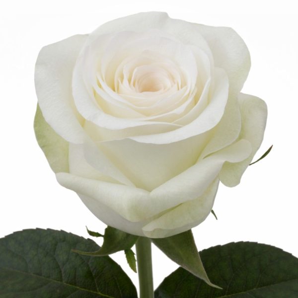Rose Alba Tawi Village