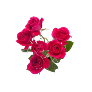 Spray Rose Alicia Tawi Village