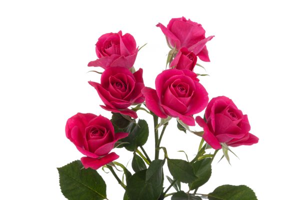 Spray Rose Alicia Tawi Village