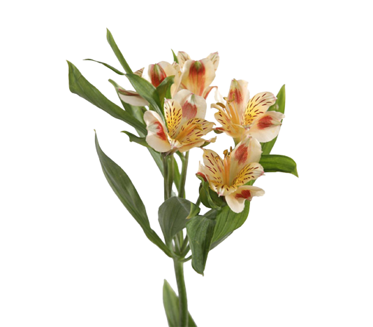 Alstroemeria Selection Orange Tawi Village