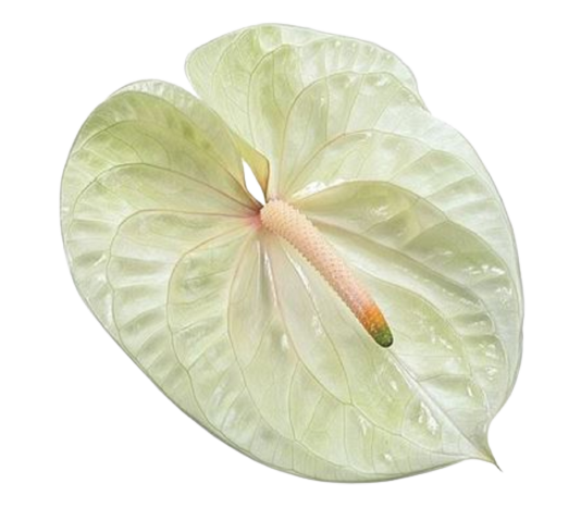 anthurium champagne tawi village