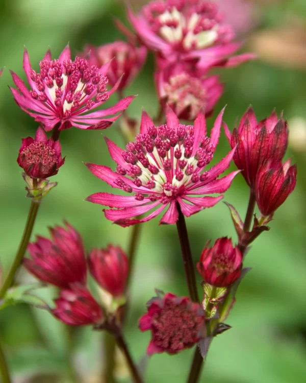Astrantia Major Red Tawi Village