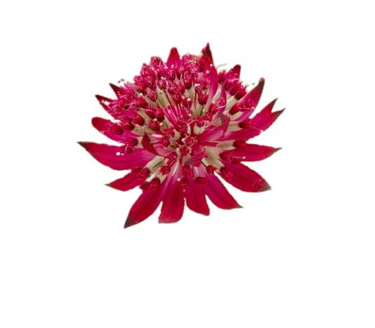 Astrantia Major Red Tawi Village