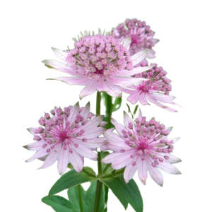Astrantia Major Pink Tawi Village