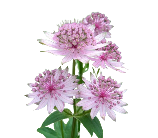 Astrantia Major Pink Tawi Village