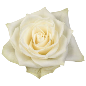 Rose Athena Tawi Village