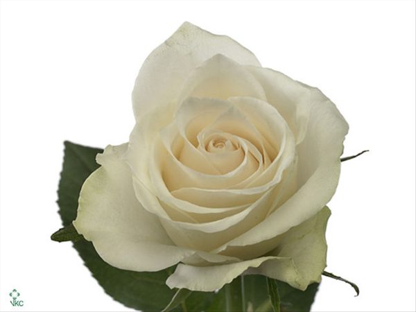 Rose Athena Tawi Village