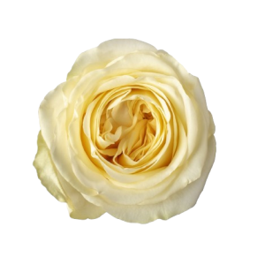 Rose Garden Butter Cup Tawi Village