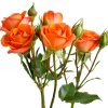 Spray Rose Babe Tawi Village