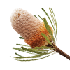Banksia Natural Tawi Village