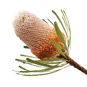 Banksia Natural Tawi Village