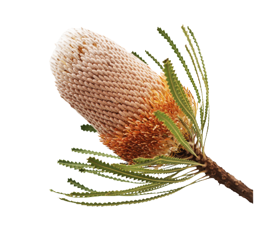 Banksia Natural Tawi Village