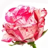 Rose Barracuda Tawi Village