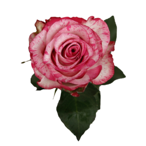 Rose Barracuda Tawi Village