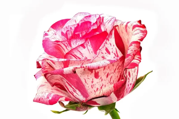 Rose Barracuda Tawi Village