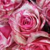 Rose Barracuda Tawi Village