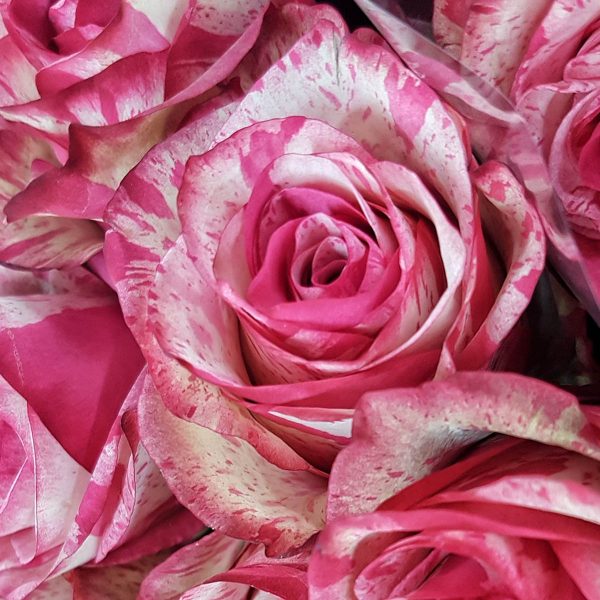 Rose Barracuda Tawi Village