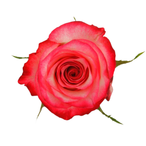 Rose Blitz Tawi Village
