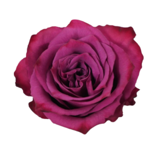 Rose Blueberry Tawi Village
