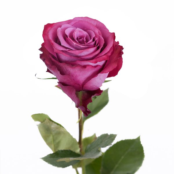 Rose Blueberry Tawi Village
