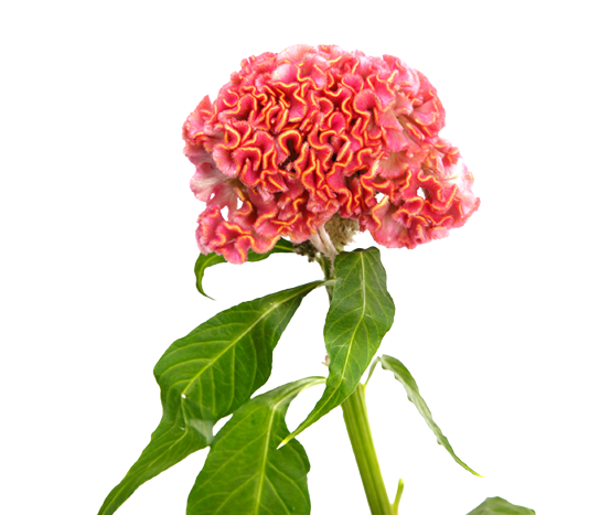 Bombay Pink Tawi Village