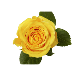 Rose Brighton Tawi Village