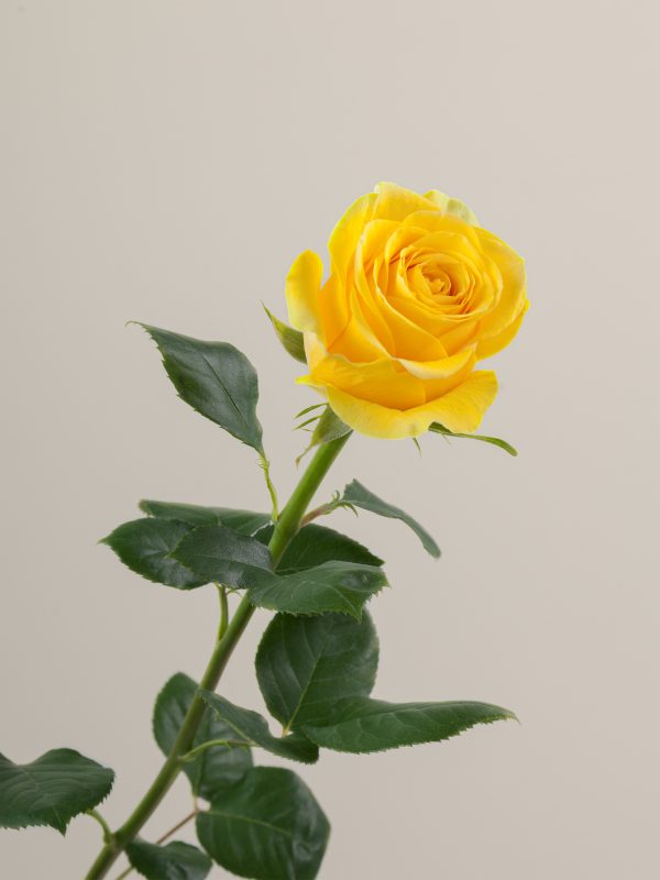 Rose Brighton Tawi Village