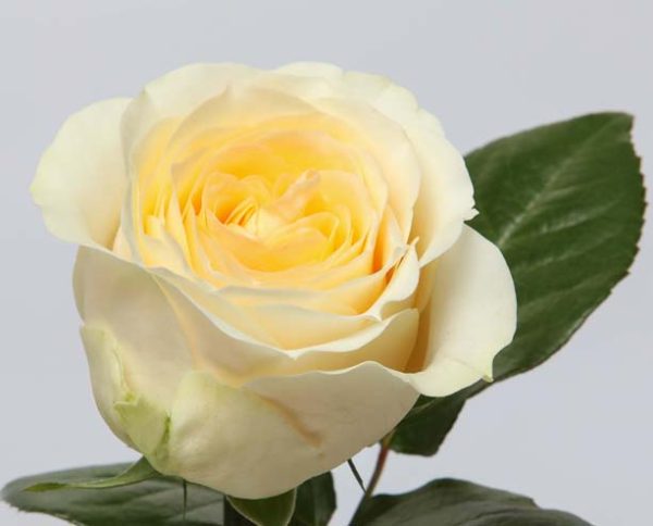 Rose Garden Butter Cup Tawi Village