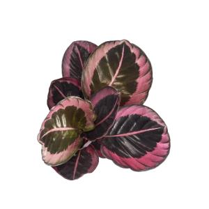 Calathea Red Tawi Village