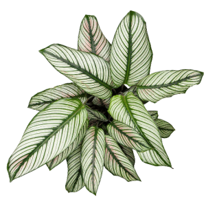 Calathea White Tawi Village