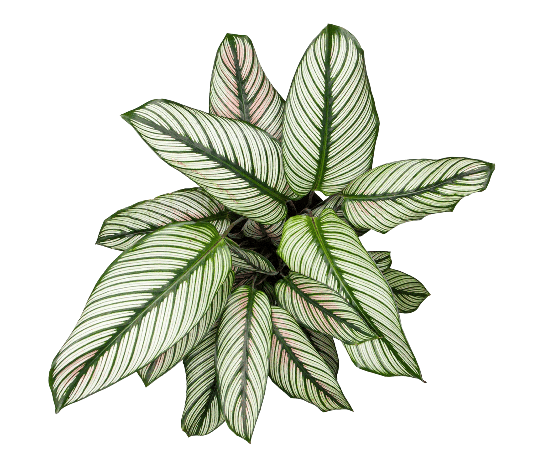Calathea White Tawi Village