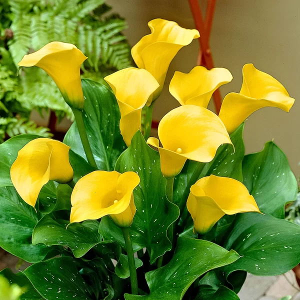 calla lily pot of gold tawi village