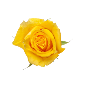 Rose Canary Tawi Village