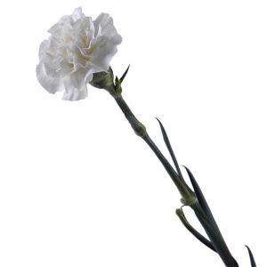 Carnation / Dianthus – Single White Tawi Village