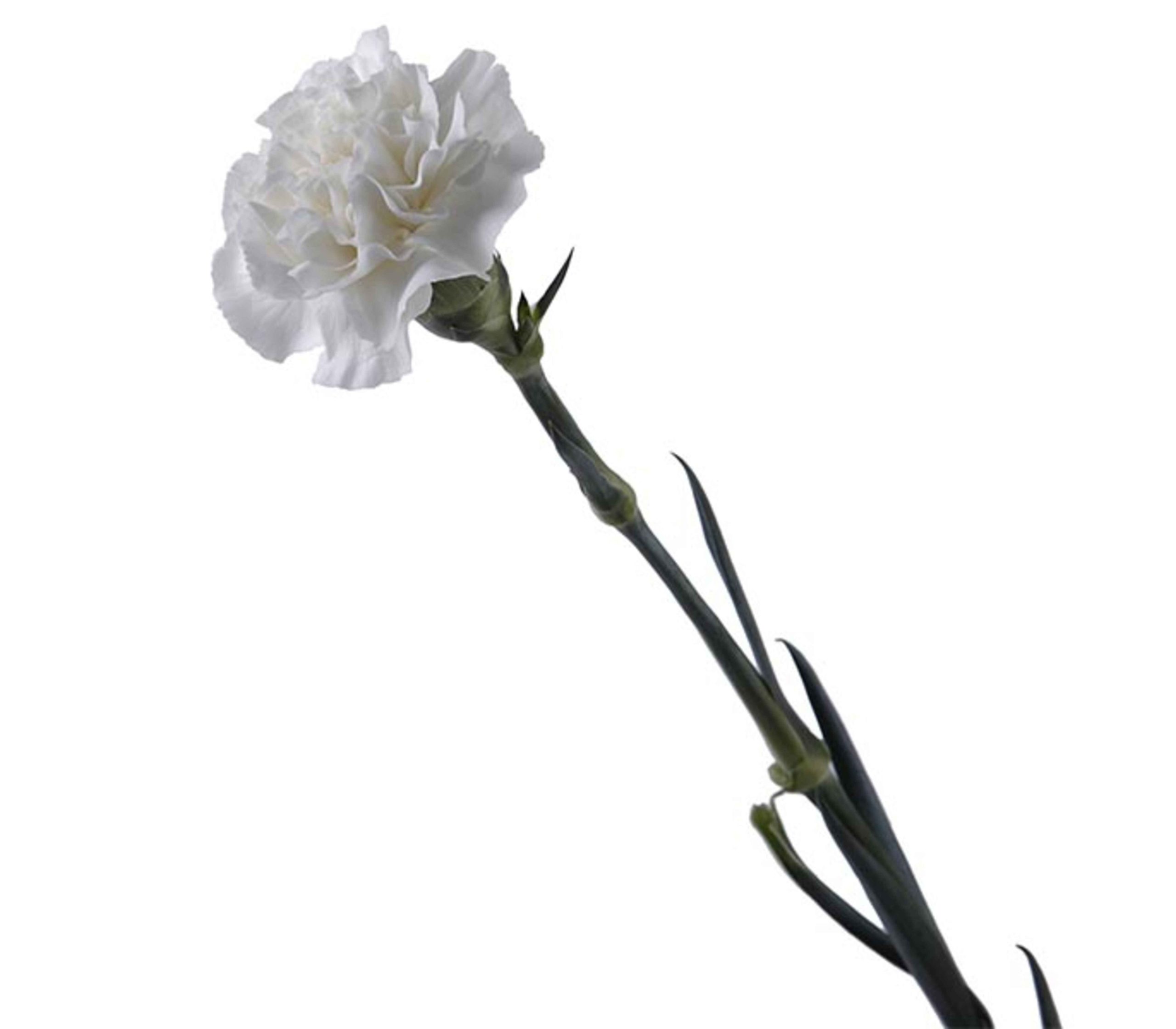Carnation / Dianthus – Single White Tawi Village