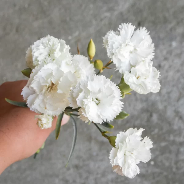 Carnation / Dianthus – Single White Tawi Village