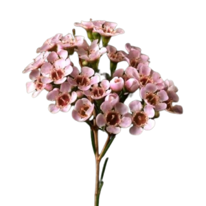 Chamelaucium Light Pink Tawi Village