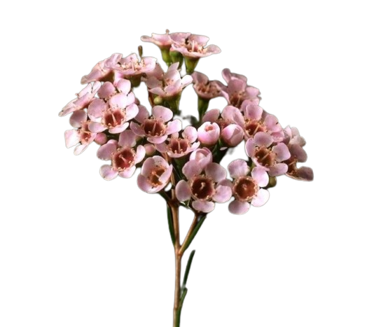 Chamelaucium Light Pink Tawi Village