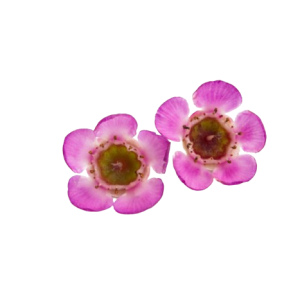 Chamelaucium Pink Tawi Village