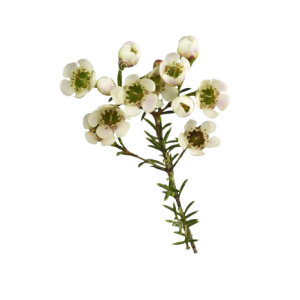 Chamelaucium White Tawi Village