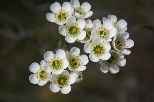 Chamelaucium White Tawi Village