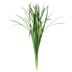 China Grass Green Tawi Village