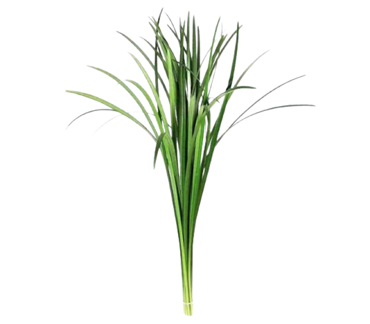 China Grass Green Tawi Village