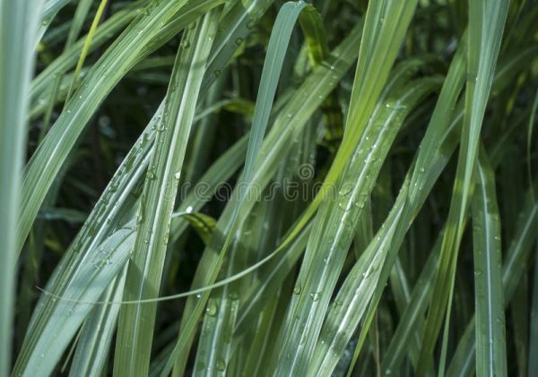 China Grass Green Tawi Village
